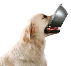 Dog holding a bowl in its mouth