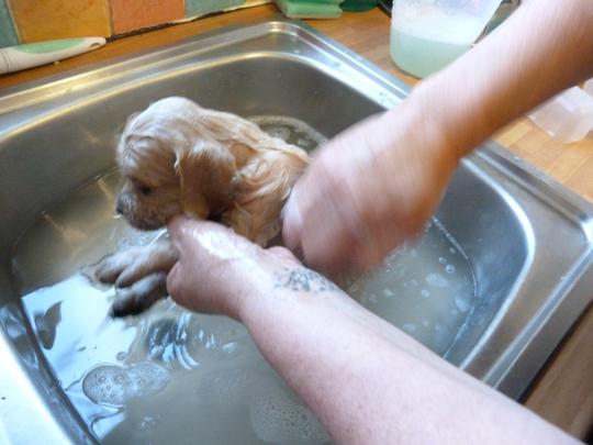 Puppy bath