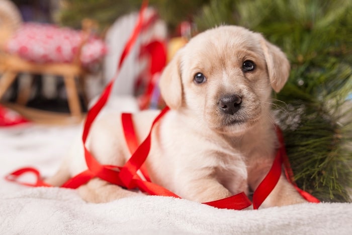 Christmas Puppy