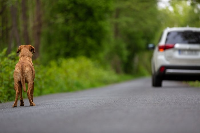 Abandoned DOG