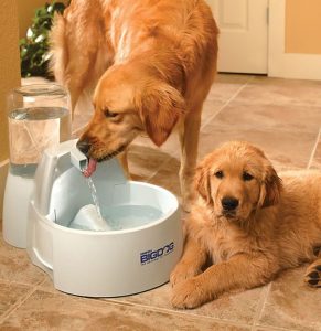 dog water bowl