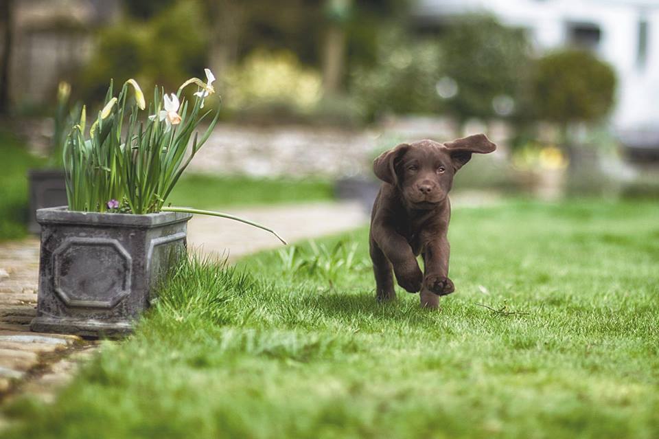 Chocolate Labrador Retriever