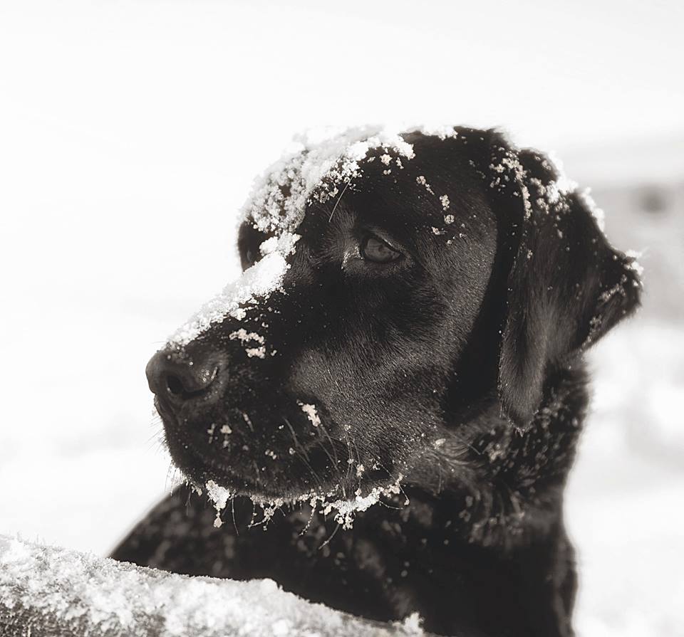 Black Labrador Retriever