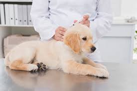 Puppy at the vets