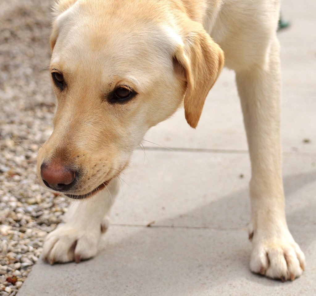 Image of a Labrador
