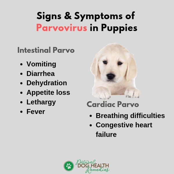 Parvovirus sign