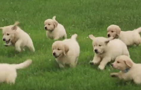 puppies running in a field