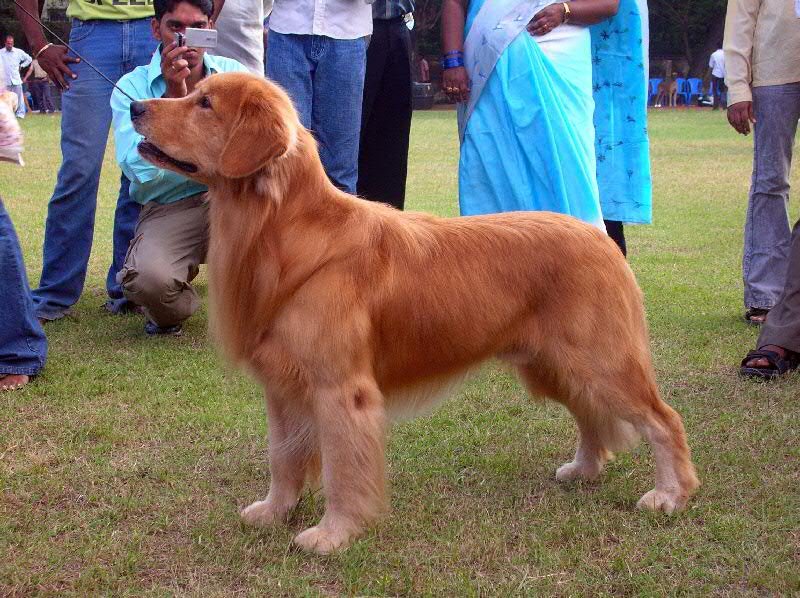 Golden_Retriever_dark_stacked