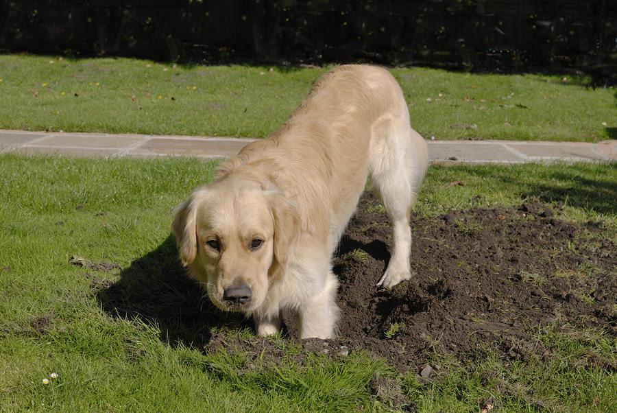 golden retriever digging in garden