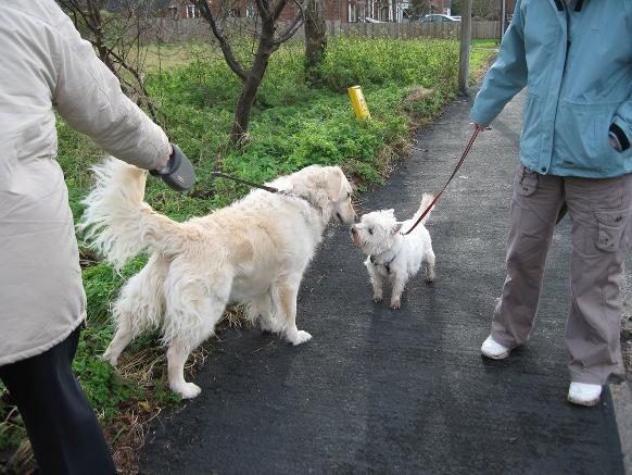 Golden Retriever meeting dog