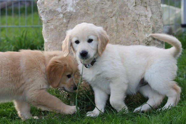 Golden_Retrievers_19