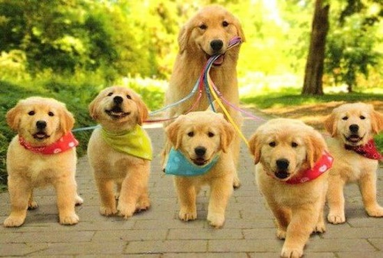 Dog walking puppies