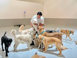 Puppy training