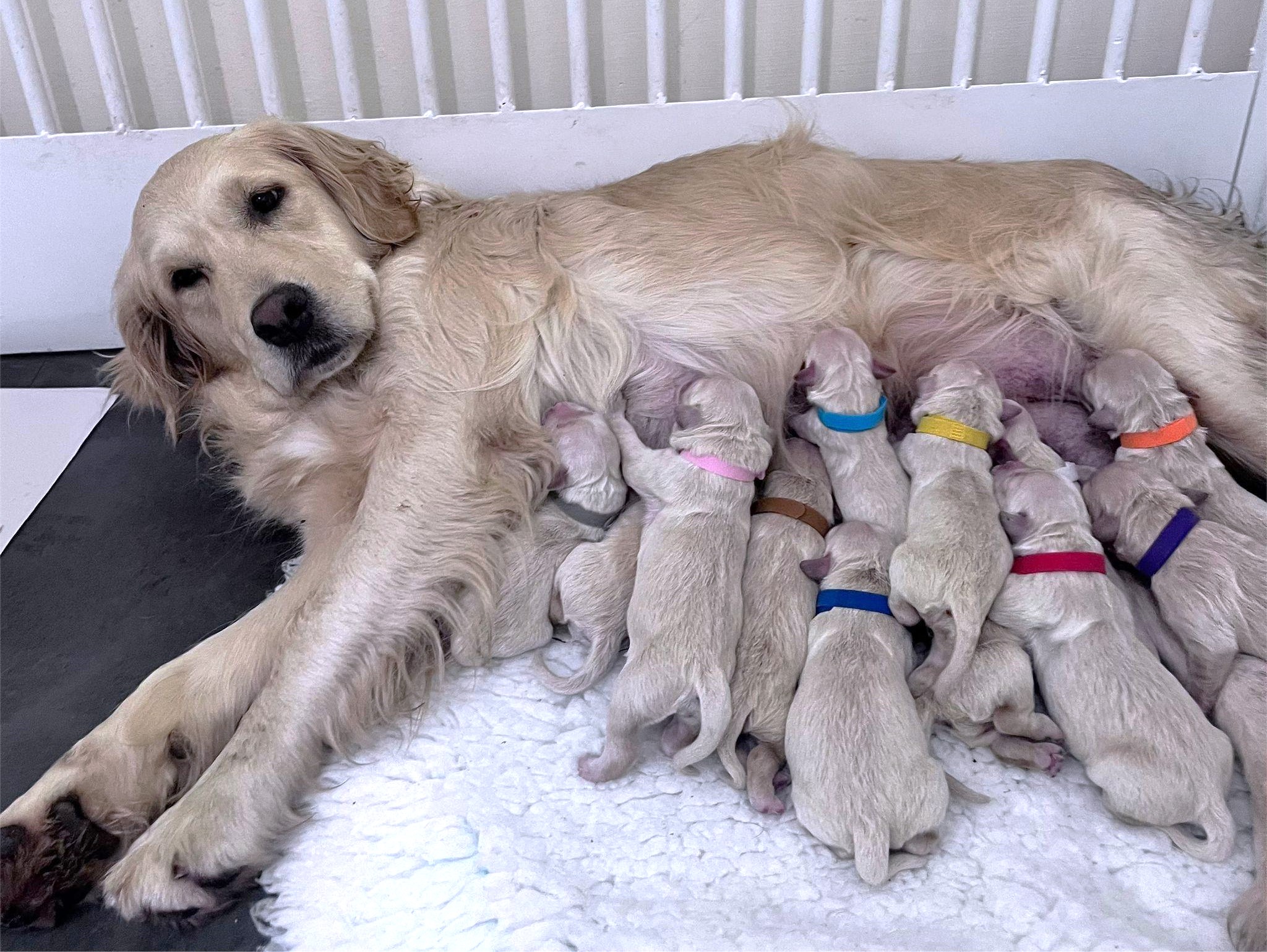 Golden Retriever Whelping