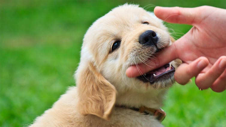 Puppy biting image