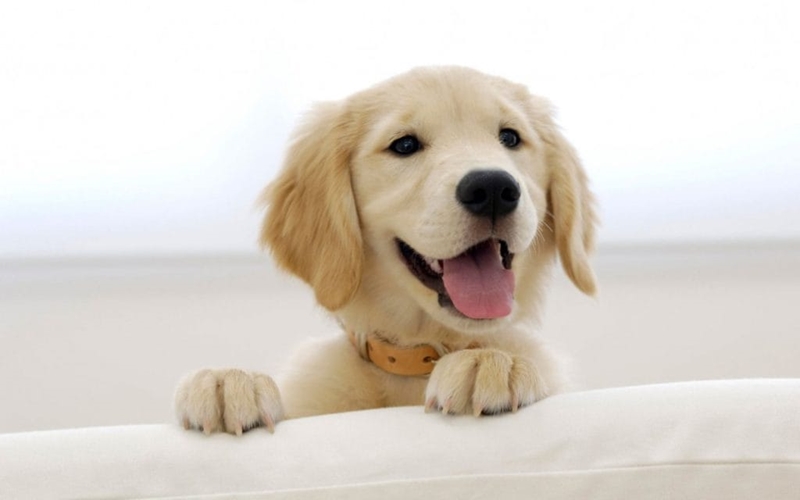 Bonsaviour Puppy