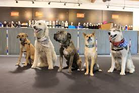 Puppy Class
