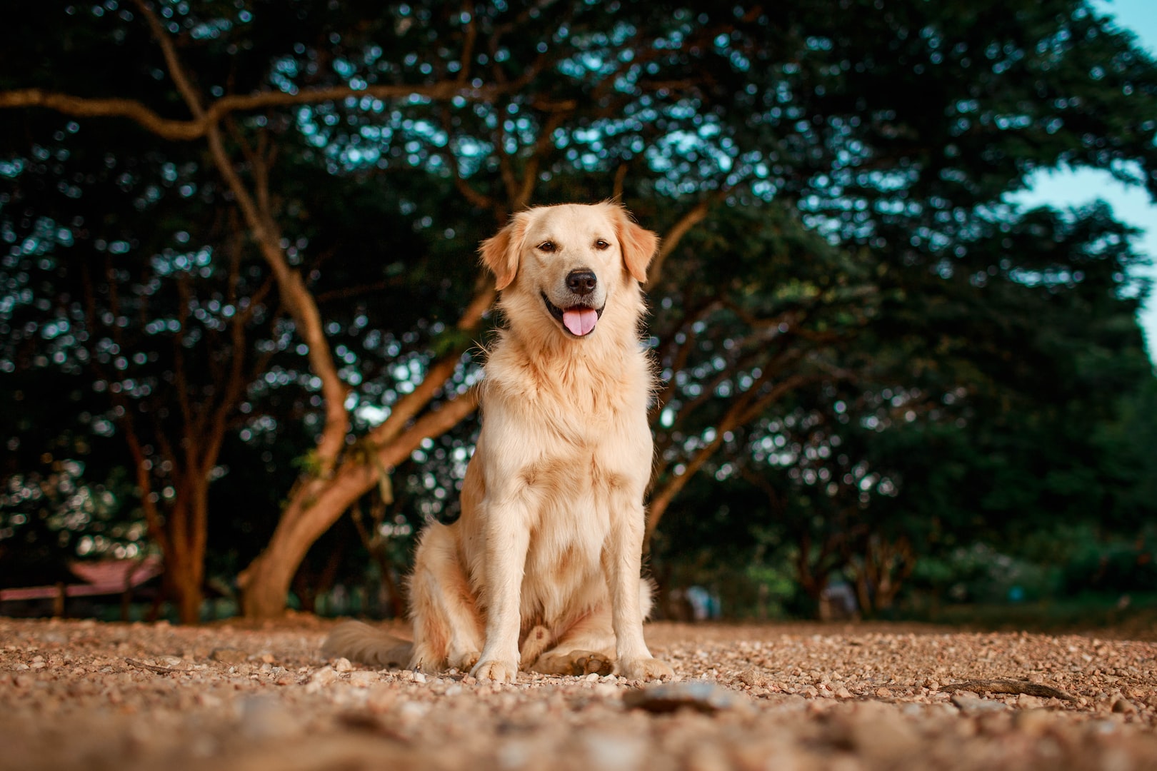 golden retriever in a wood