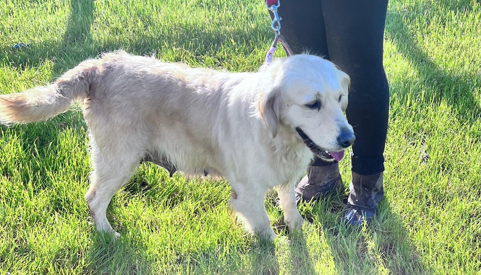 Blondie Golden Retriever