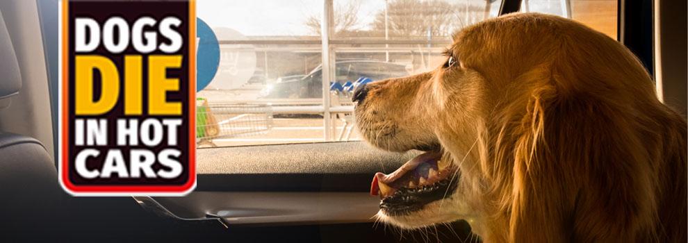 Dogs Die in Hot Cars