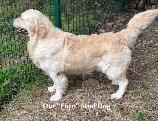 Enzo The Stud Dog