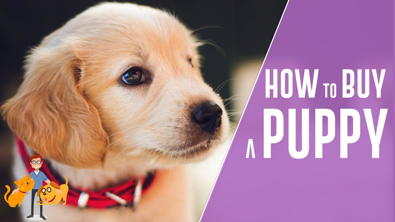 How to buy a puppy