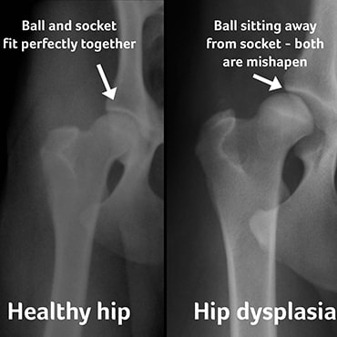 X-ray of dog hips