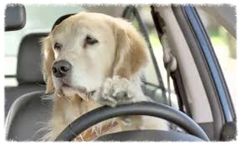 Retriever driving a car