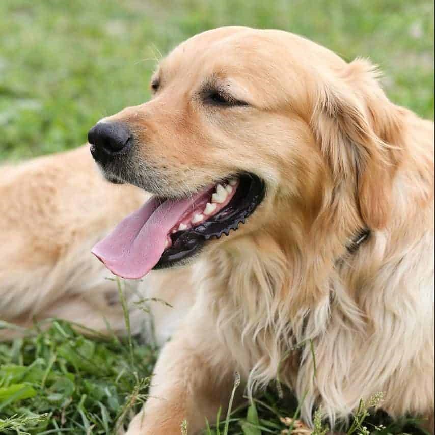 pick a golden retriever dog