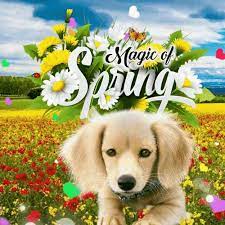 Spring Puppy