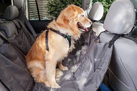 Dog in Car