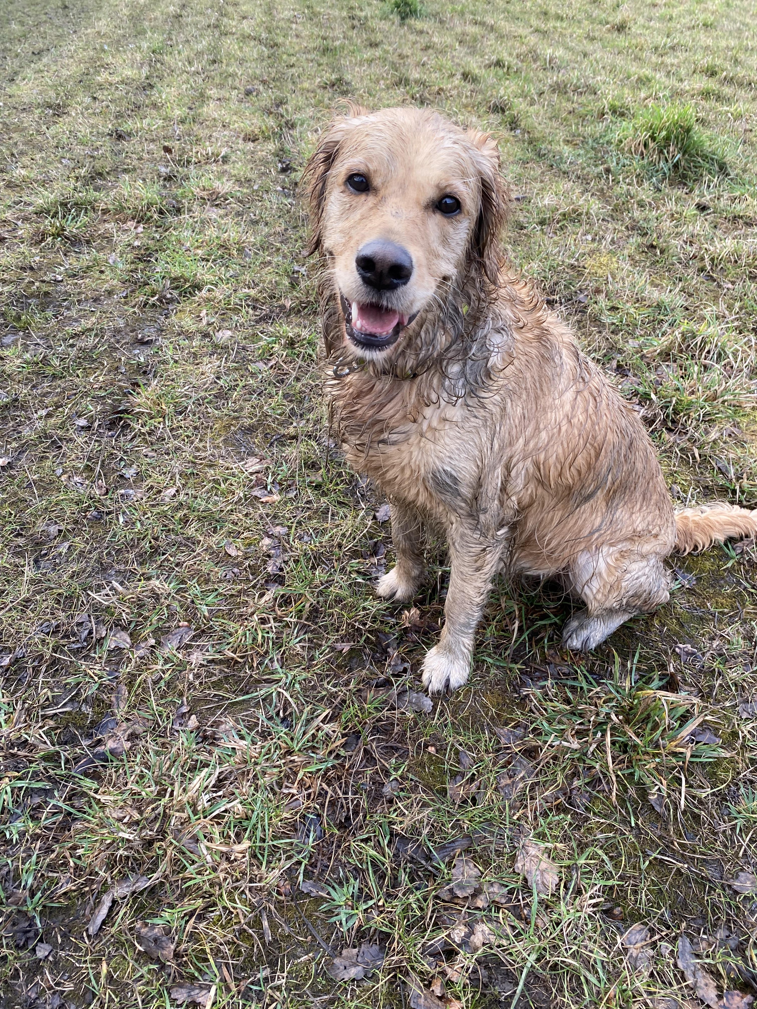 Muddy Bella Dog