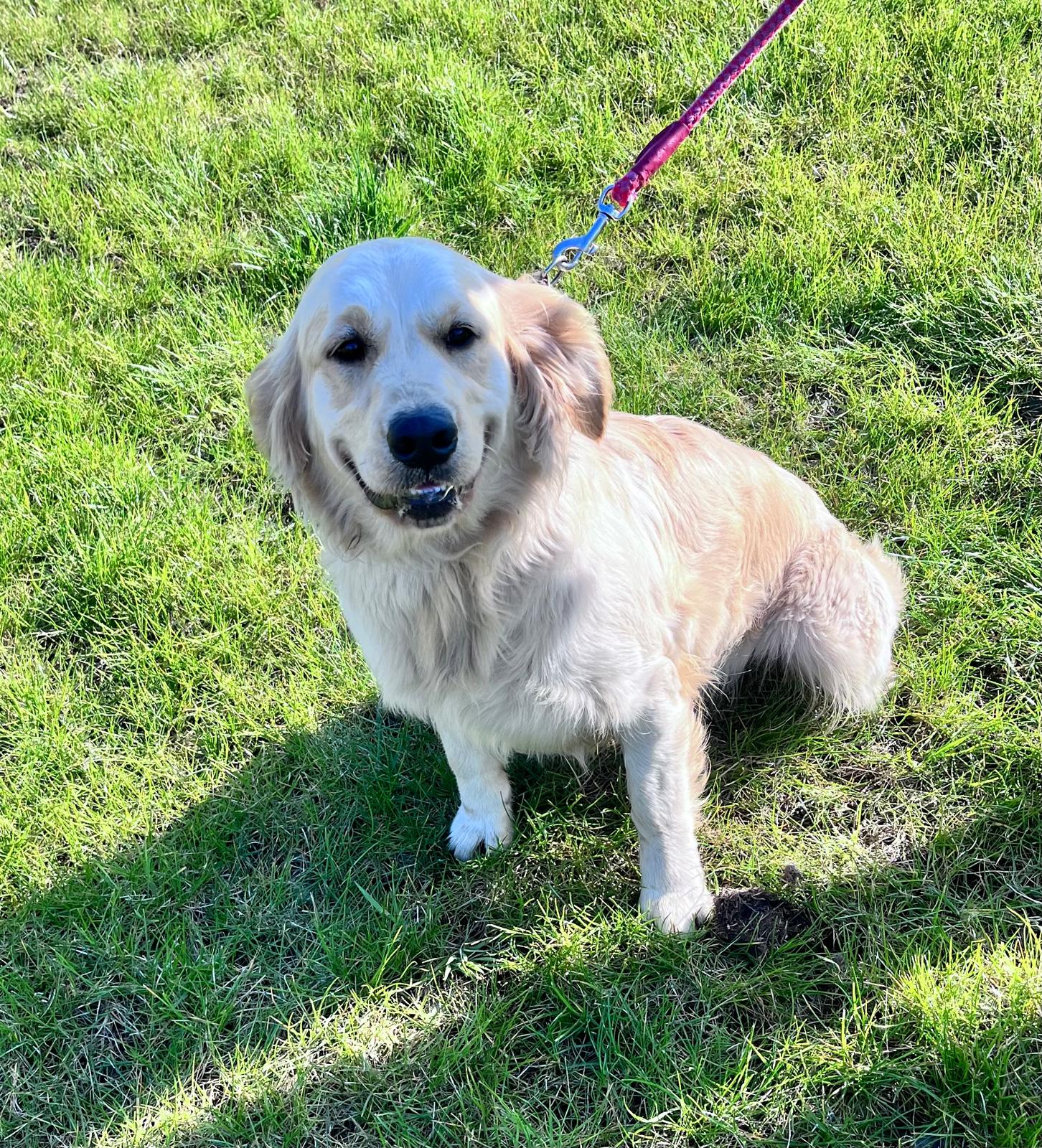 Rosie Golden Retriever