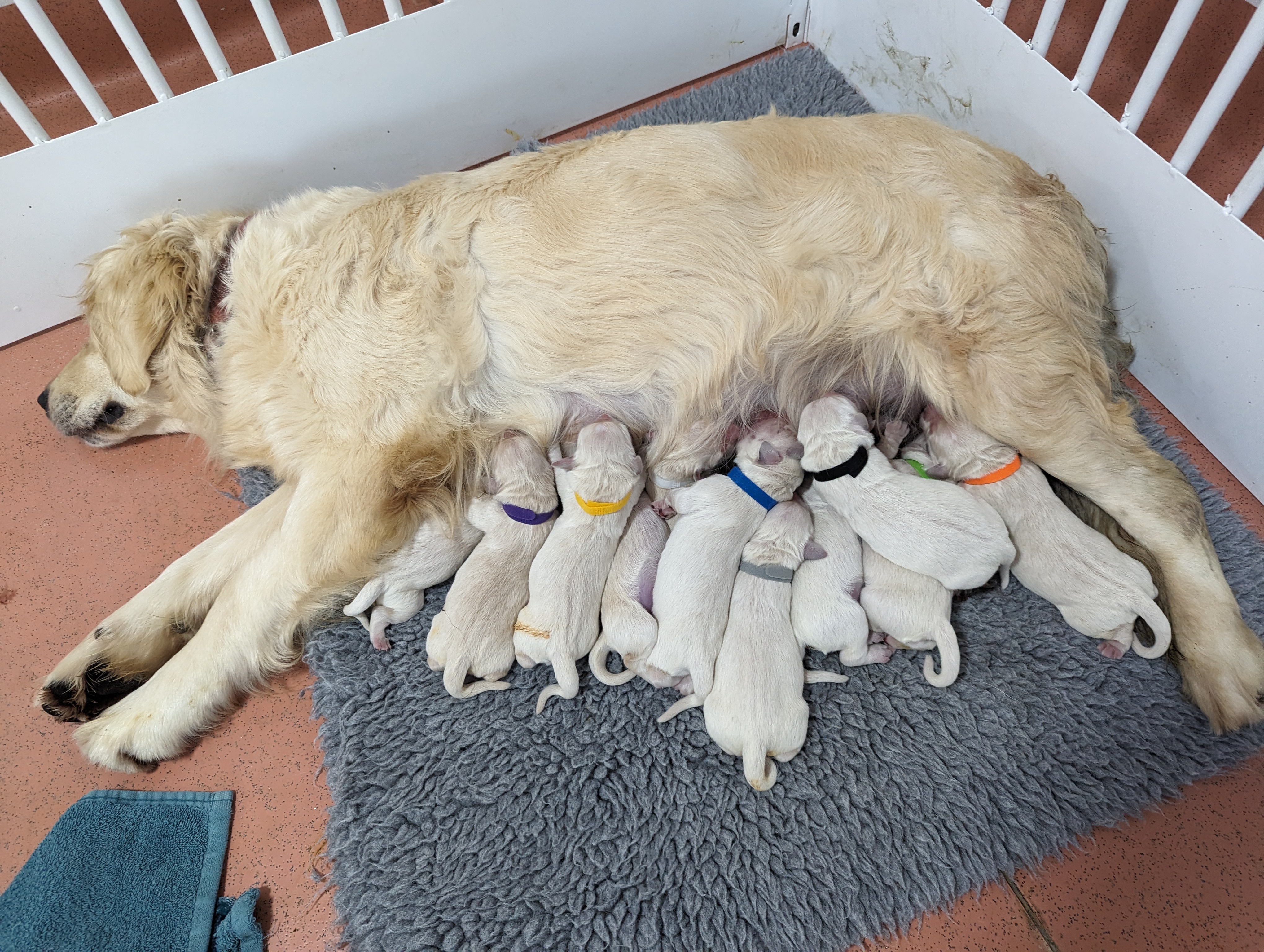 Whelping Puppies