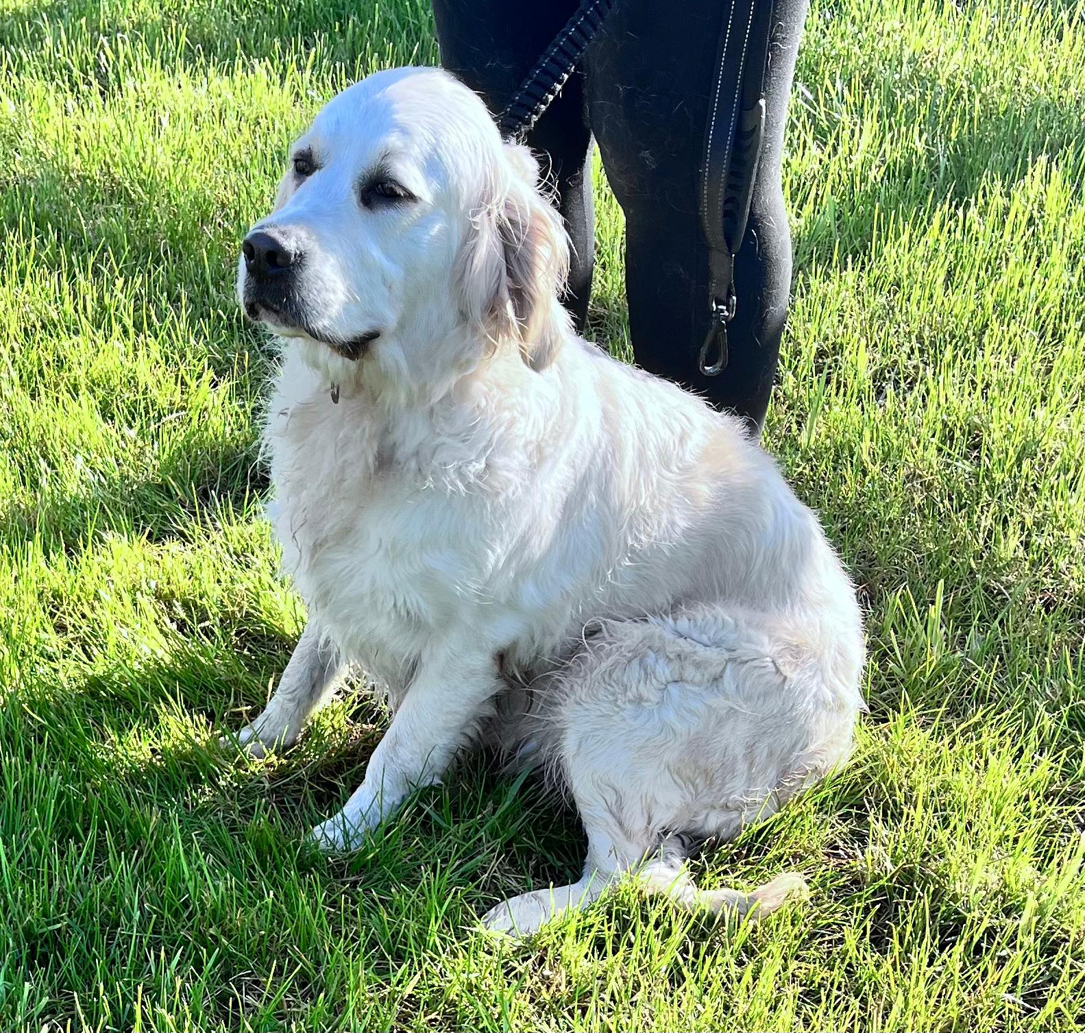 BEAU Golden Retriever