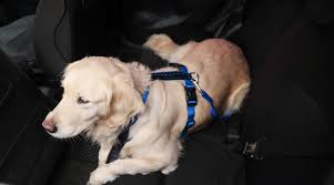 Dog motion sickness