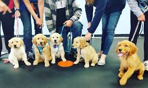 Puppy Classes
