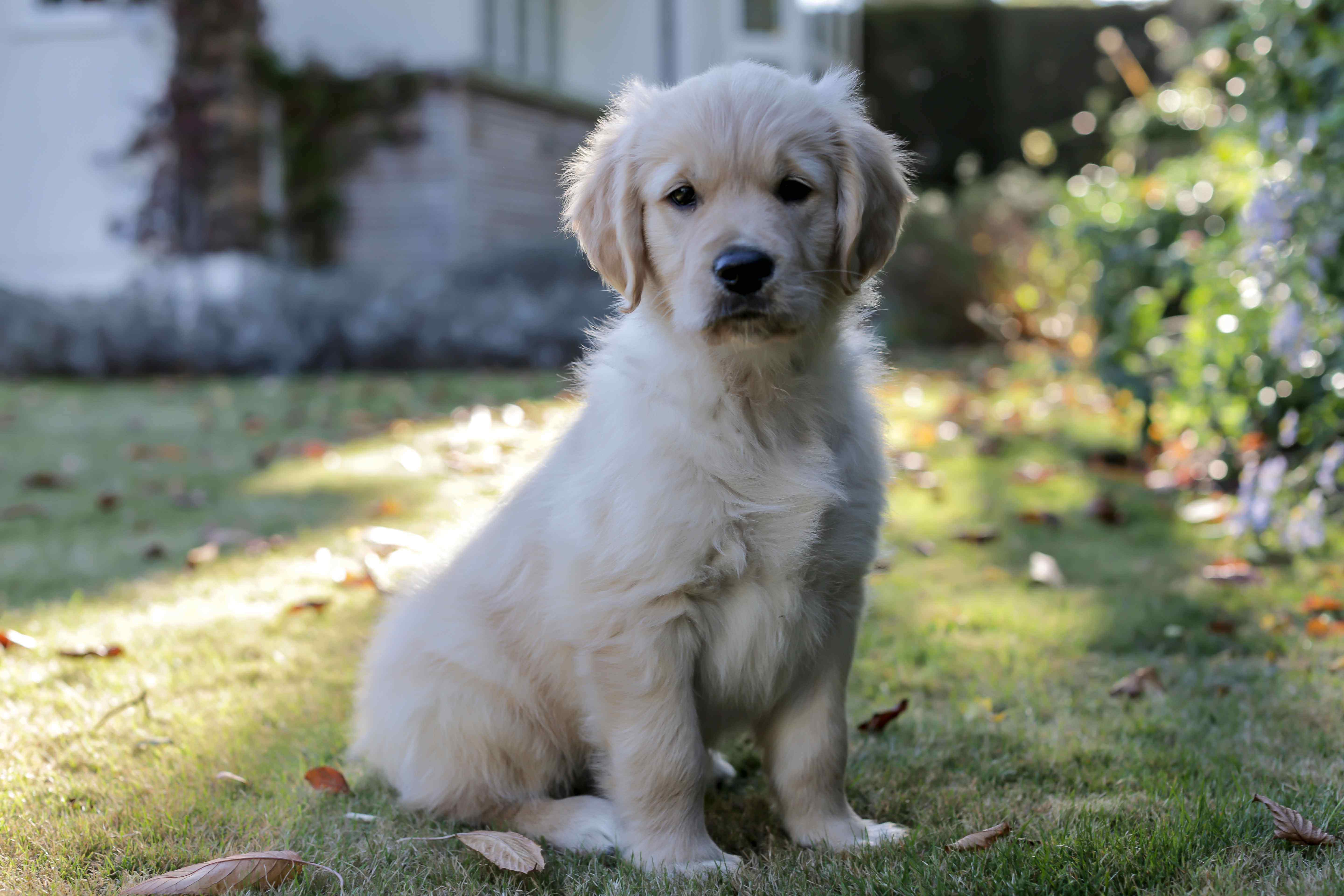 Bonsaviour Wellington Golden Retriever puppy