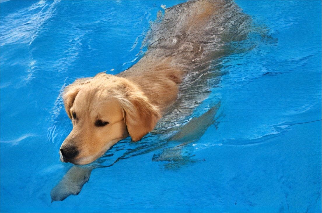 golden retriever swimming