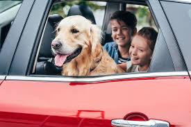 Dog on car journey