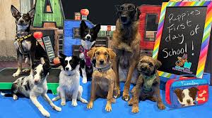 Puppy School