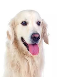 Golden Retriever Boy