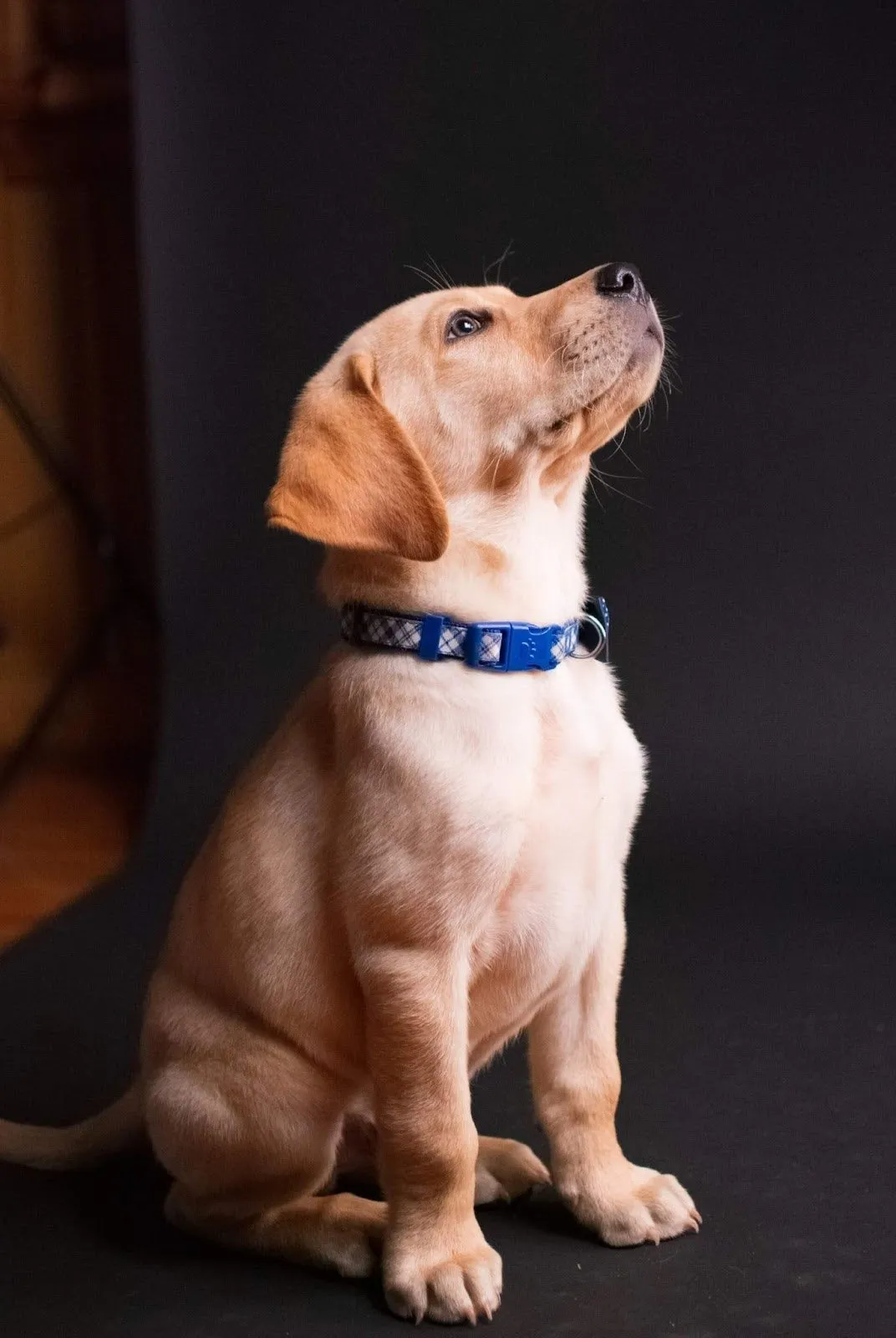 young Golden Retriever