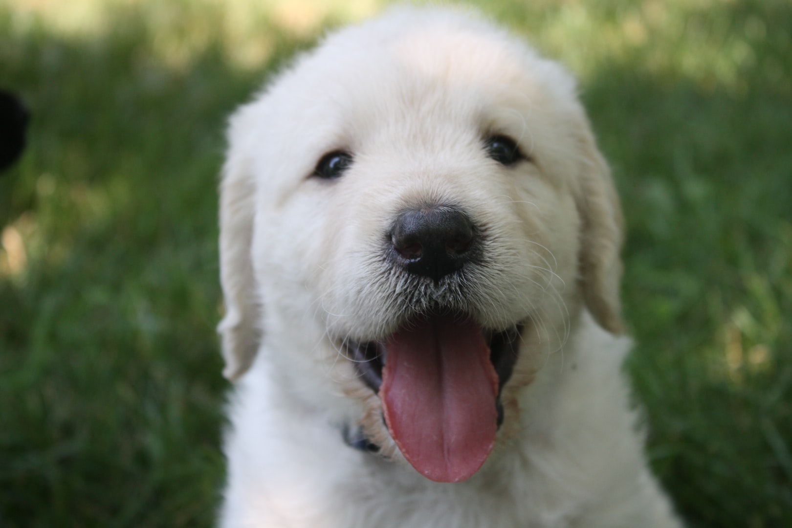 Puppy Smiling
