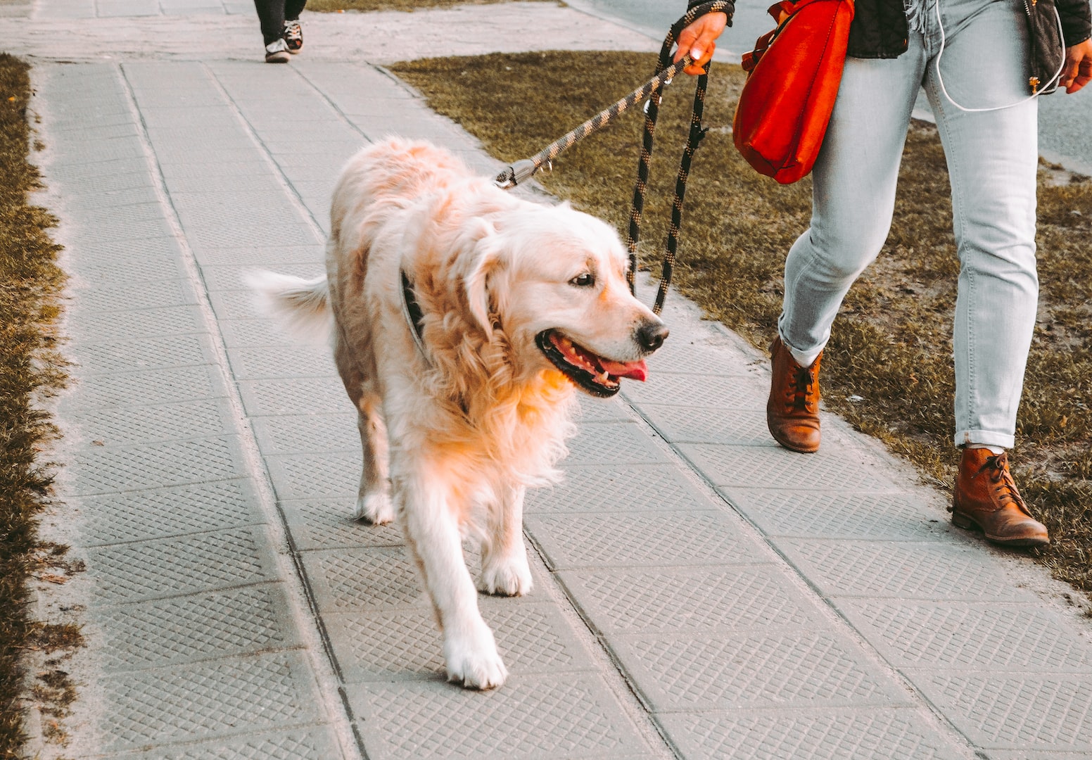 dog going on a walk