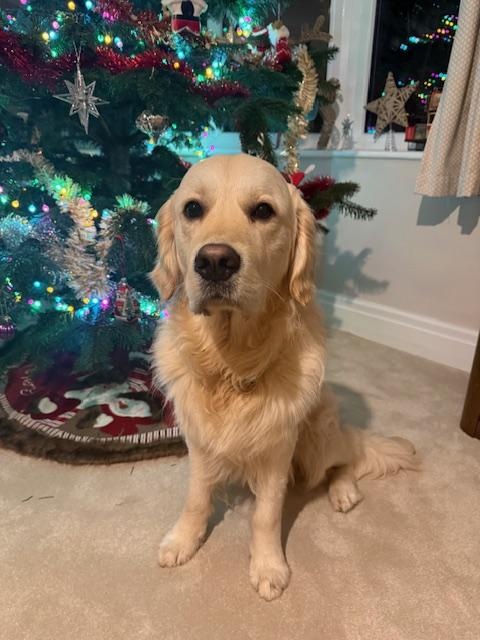 Sammy the golden retriever