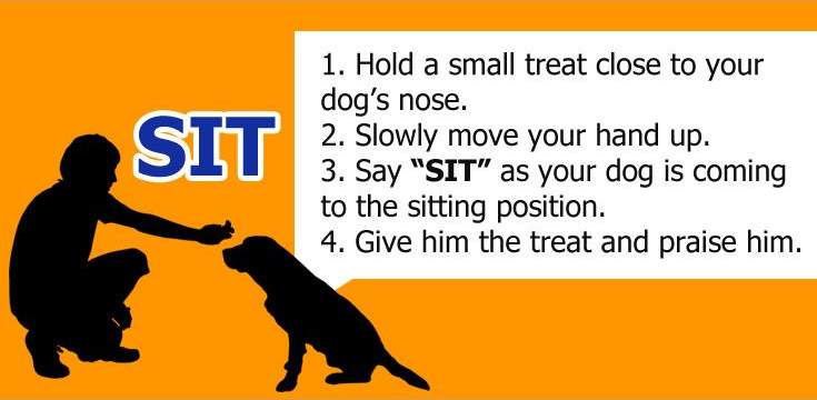 Dog Training Commands 2