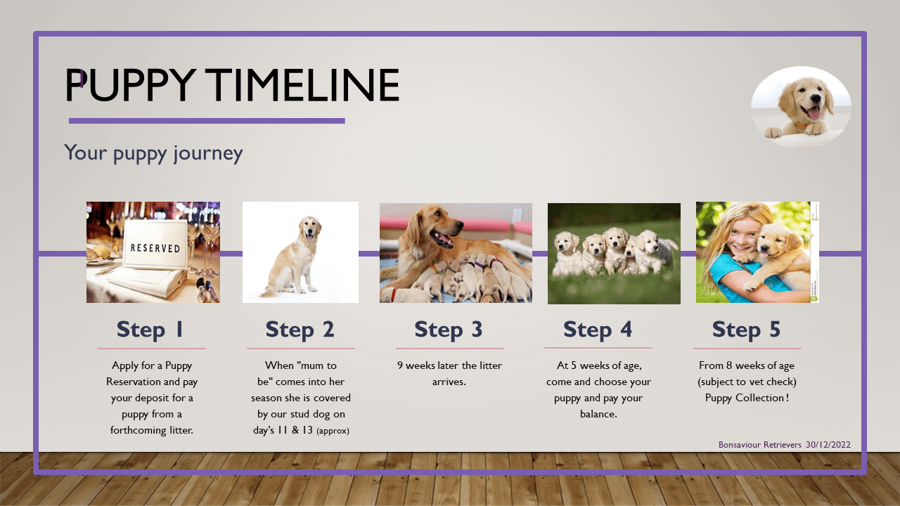 Puppy Buying Timeline