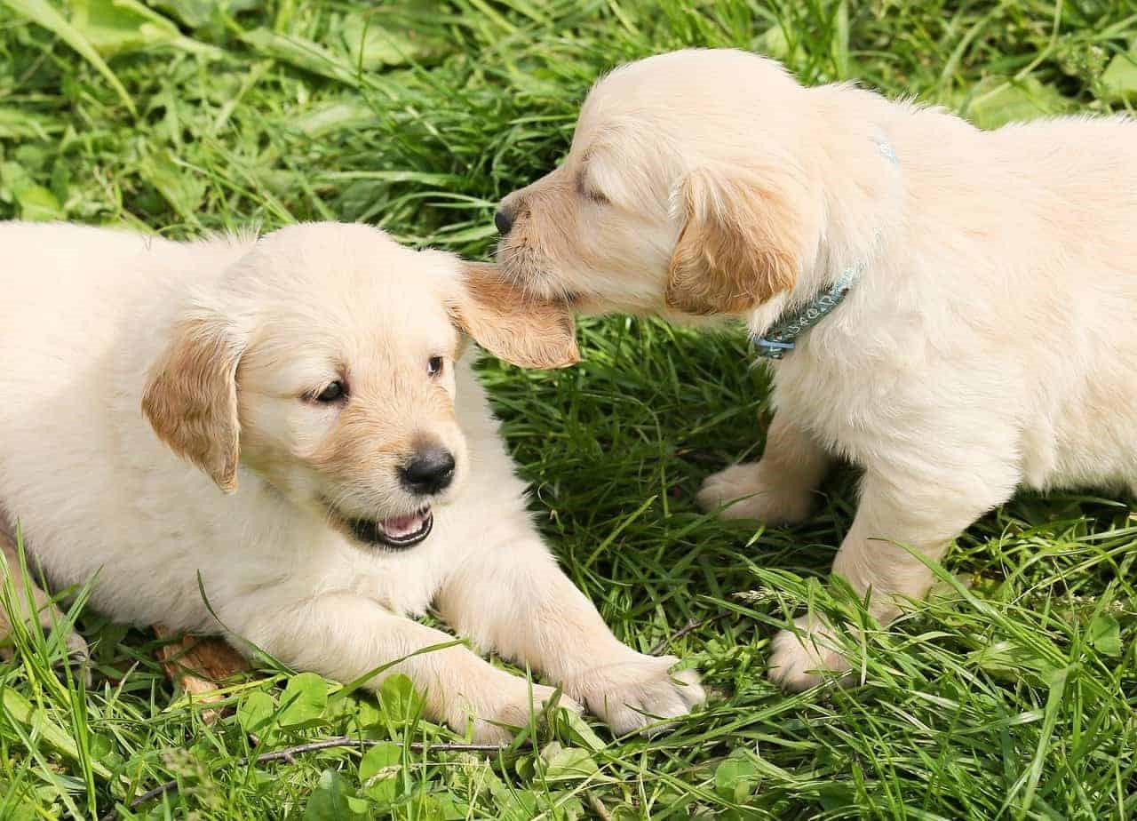pick golden retriever puppy from litter