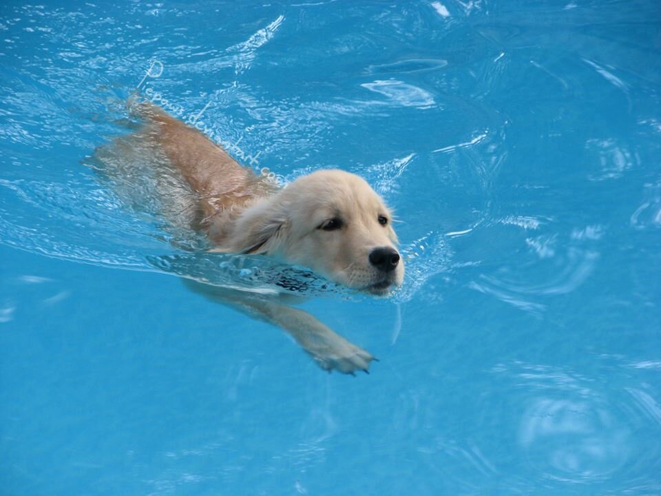 Puppy Swimming